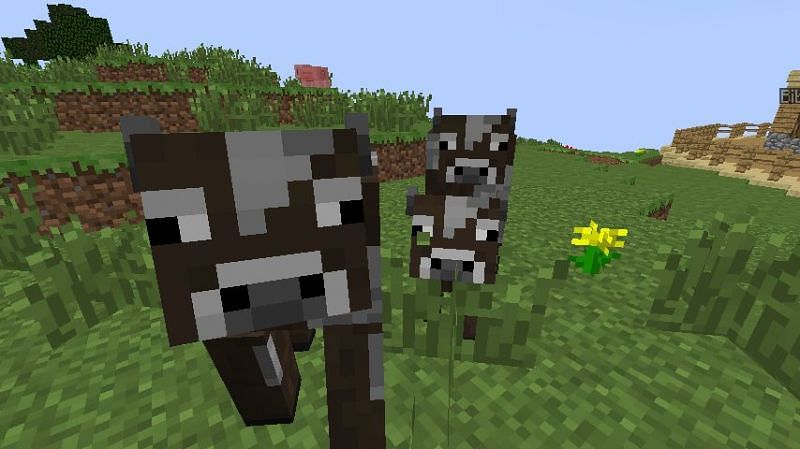 cows eat in minecraft